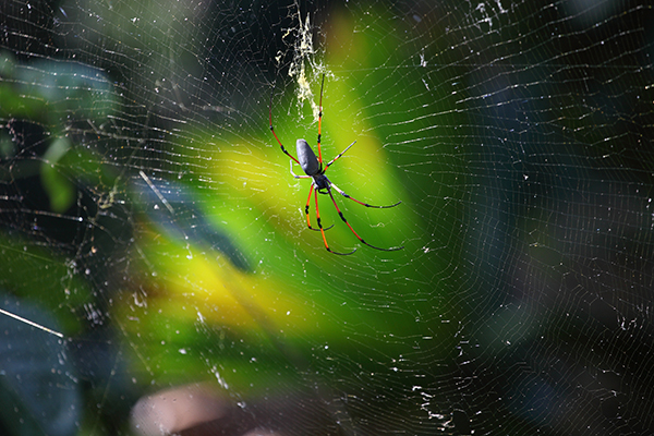 golden orb spider, Daintree Rainforest, Queenland, AU