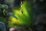 golden orb spider, Daintree Rainforest, Queensland, AU