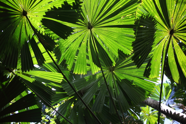 fan palm, Cape Tribulation, Queenland, AU