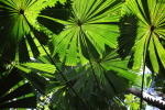 fan palm, Cape Tribulation, Queensland, AU