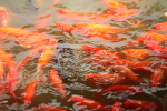 carp; Beihai Park, Beijing