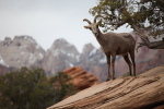 bighorn sheep; Zion