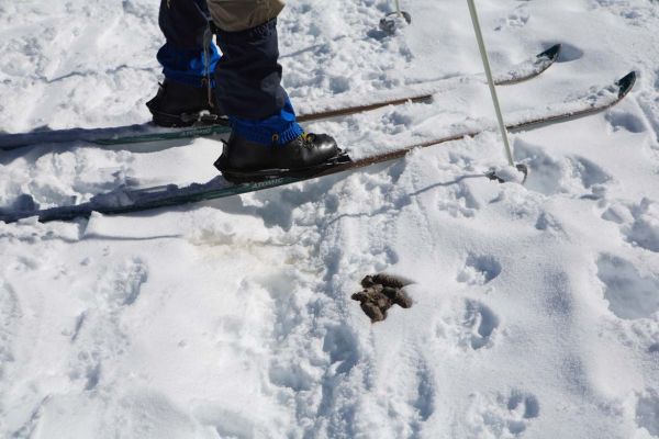 Closer inspection reveals the culprit was on a steady diet of voles.
