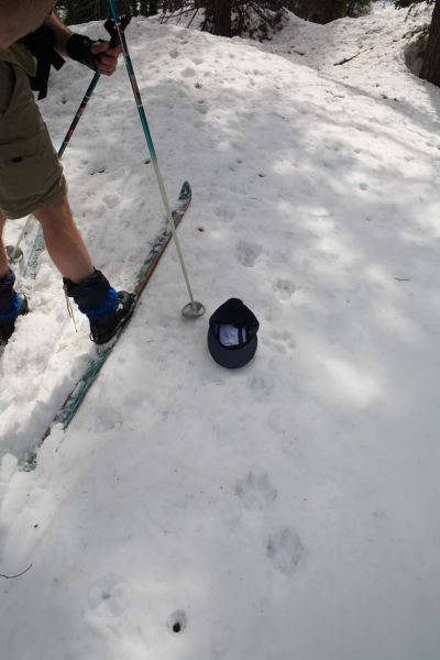 The culprit left lots of tracks near the Elkhorn Yurt.
