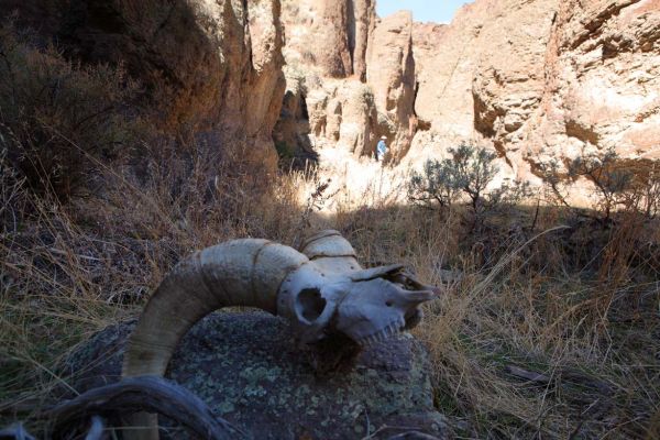 Just one of the Bighorns we encountered.
