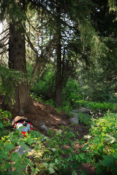 A verdant glen before the switchbacks near Baron Creek Falls.
