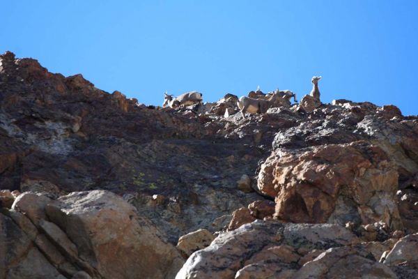 A few "of Idaho's best climbers-- Ovis canadensis."
