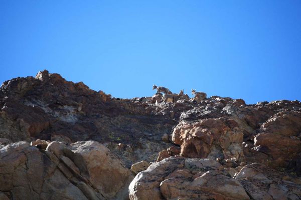 I heard Mike call out from his perspective in the chute, and looked up the rock from where I was climbing to see a band of female bighorn sheep high above on very steep terrain.
