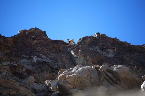 As quickly as I changed to the telephoto zoom, the sheep bounded up, over the arÃªte, and disappeared.
