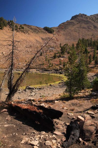 Trailside tarn at timberline north of Fourth of July Lake.
