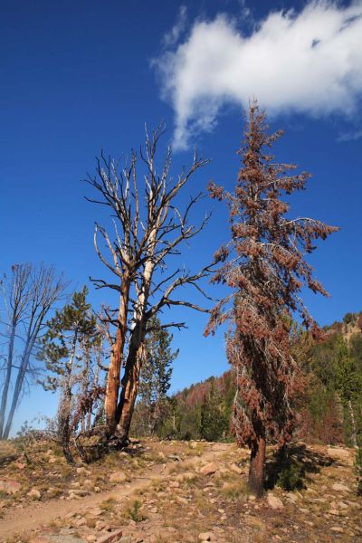 Fire and disease thinning trees near the ridgeline south of Ants Basin.
