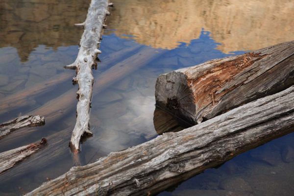 Logs and reflections; outflow of lake 9555 in the upper Born Lakes Basin.
