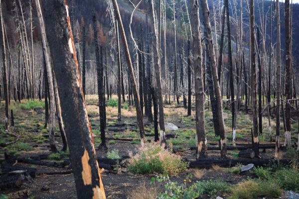 Burned grove; Fourth of July Creek Road.
