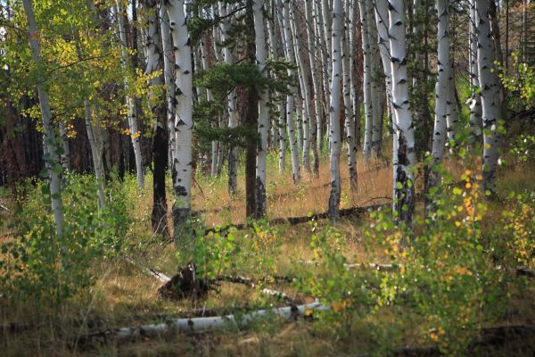 Aspen Grove; Fourth of July Creek Road.
