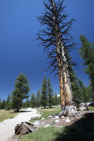 Burned pine, Pacific Crest Trail, northwest of Tuolumne Meadows.
