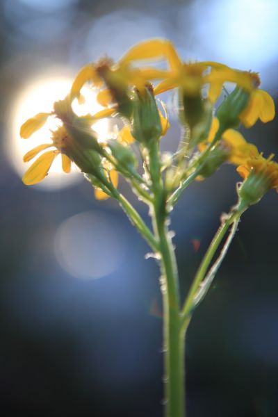 Flowers along Ireland Creek, west of, and above Lyell Canyon.
