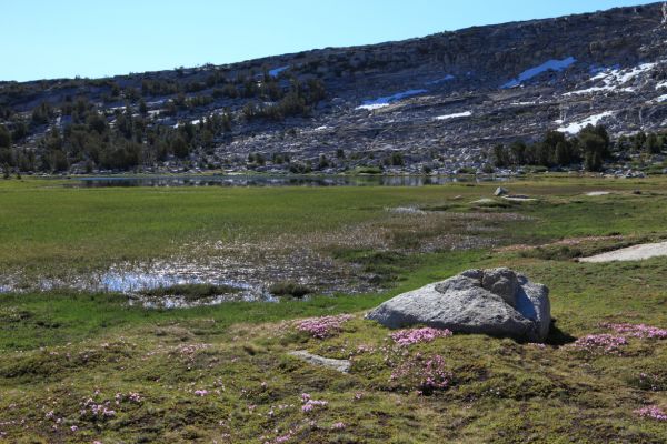 Tarn in meadow at 10424' east of Evelyn Lake.  It is early in the season, and the meadows are saturated with recent snowmelt.  The mosquitoes are a force to be reckoned with!
