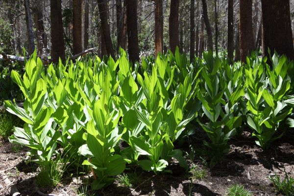 Sierra Corn Lillies in a hanging valley around 8150' along Fletcher Creek, before its final drop to Merced Lake.
