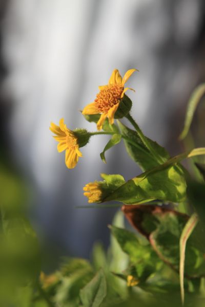 Flower and Nevada Falls.
