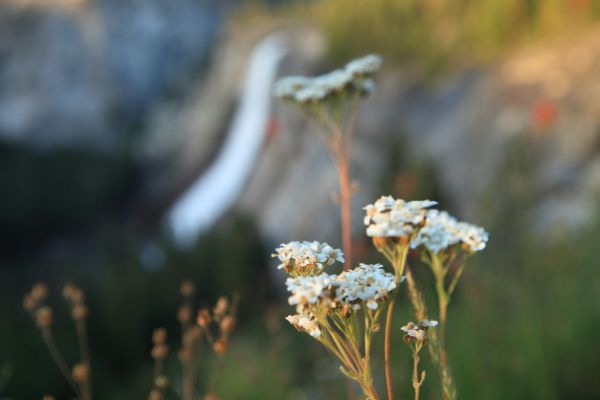 Flowers and Nevada Falls.
