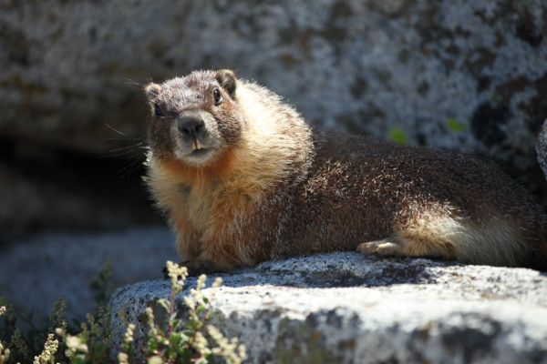 A marmot who gets fat in summer eating handouts from the throngs of people who make it to the top of Half Dome.
