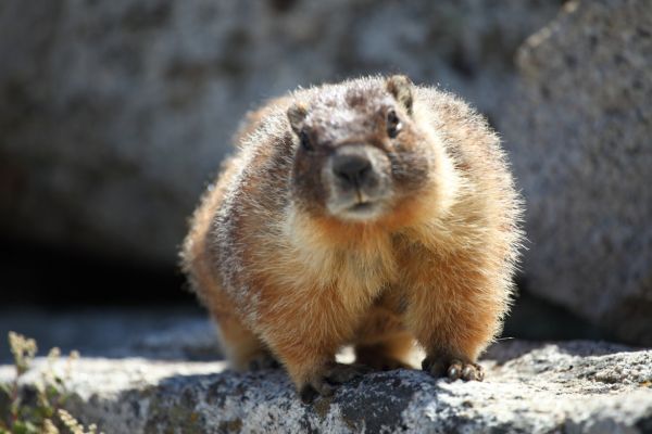 There always seems to be a resident Marmot at the top of a well traversed summit.  It doesn't seem to matter that there is no apparent source of water up here, other than potholes of rapidly evaporating water collected during that last thunderstorm.
