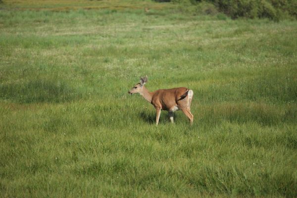 Deer, east of Lyell Fork, Tuolumne Meadows.
