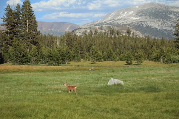 Deer below Mt. Dana, Tuolumne Meadows.
