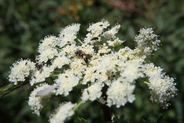 Wasp and fly on wildflower.
