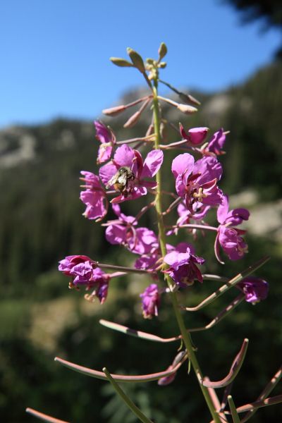 Bee in wildflower.
