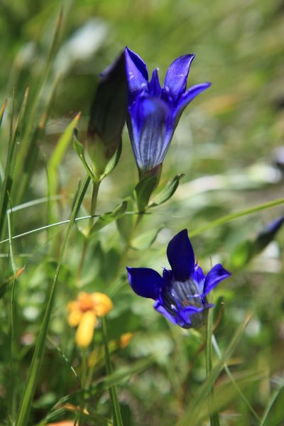 Native to the Alps, the Enzian flower flourishes in alpine meadows.
