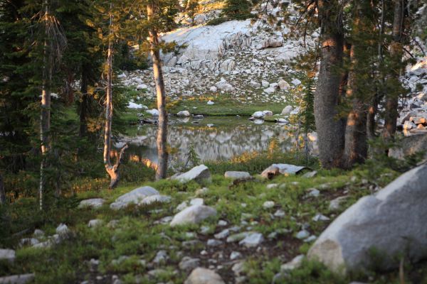 The last rays of afternoon light in the meadow north of camp.
