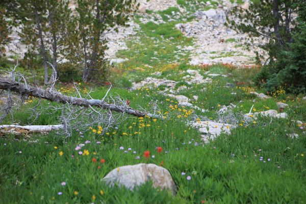 An aboundance of wildflowers dotted the steep grassy slope in the westerly of the two drainages dropping down toward Packrat Lake from saddle above Lake 9352.
