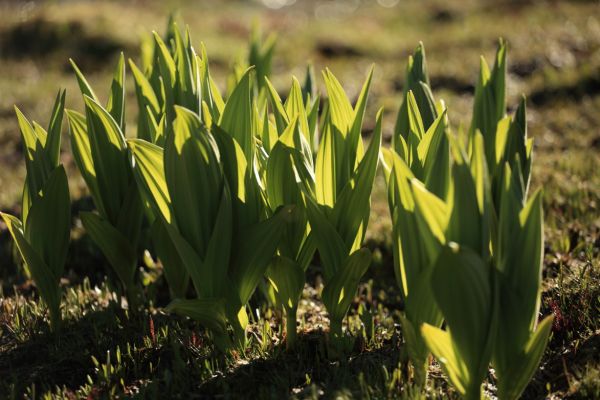 Shortly after the winter snow melt, the Sierra corn lily grows quickly in wet areas, especially meadows near lakes and streams.
