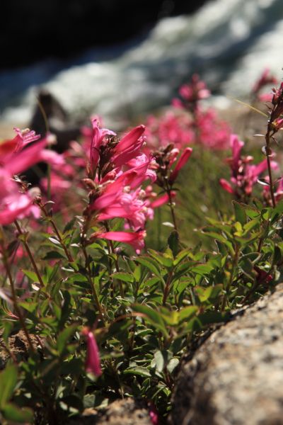 Pride of the Mountains (Penstemon newberryi) growing adjacent to Tuolumne Falls.
