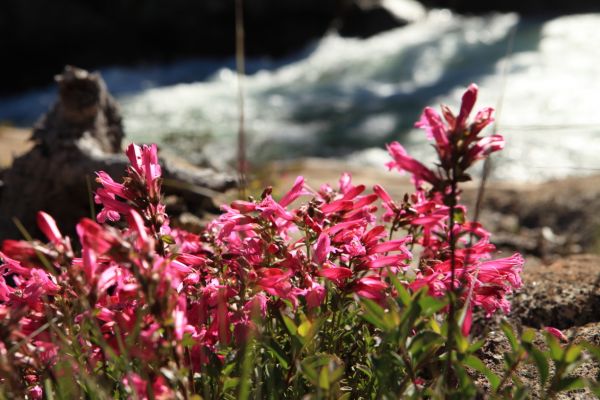 Pride of the Mountains (Penstemon newberryi) growing adjacent to Tuolumne Falls.
