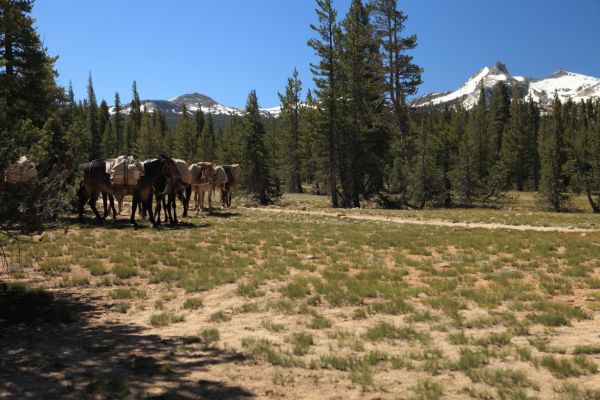 Pack train on its way to Glen Aulin.
