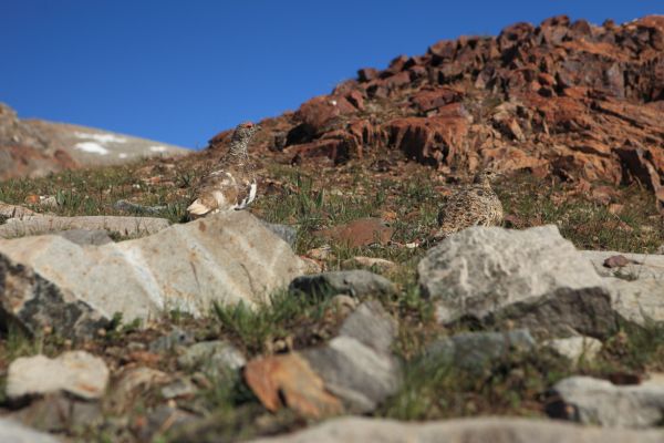  A male Willow Ptarmigan, a member of the grouse family, and its mate above Gaylor Lakes basin.
