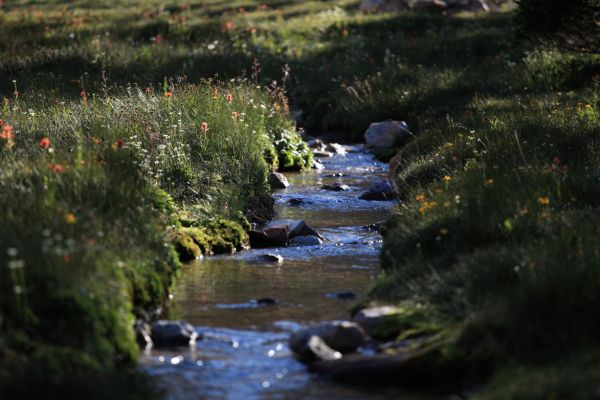 Inlet stream, Merriam Lake.
