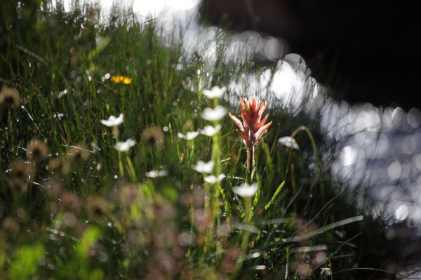 Flowers along inlet stream, Merriam Lake.
