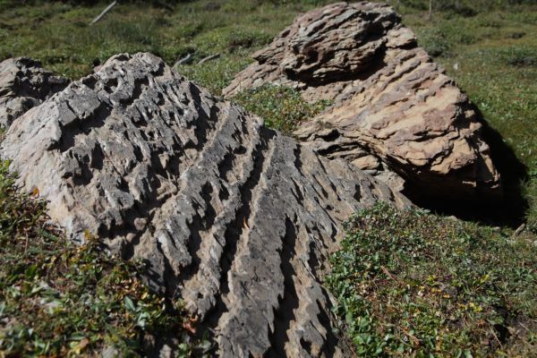 Ancinet cuneiform inscriptions(?) in sedimentary rock in meadows northeast of Leatherman Pass.
