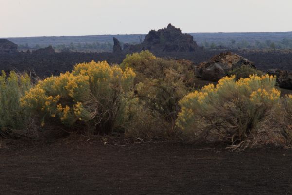 Flowers, rock formations, Craters of the Moon National Monument.
