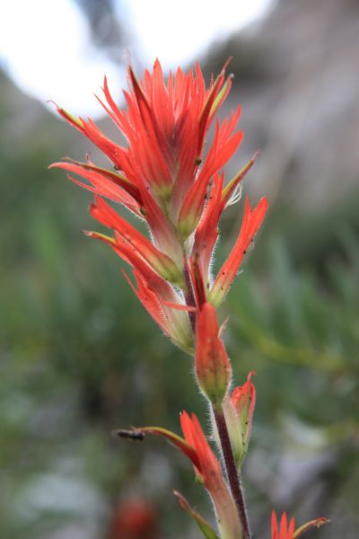 Indian Paintbrush along Middle Fork Bishop Creek.
