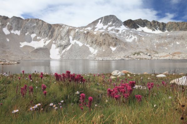 Wildflowers on the eastern shore of Wanda Lake, Evolution Basin.
