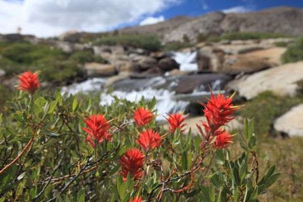 Indian Paintbrush on the Darwin Bench.
