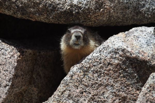 A marmot hanging out on Lamarck Col.
