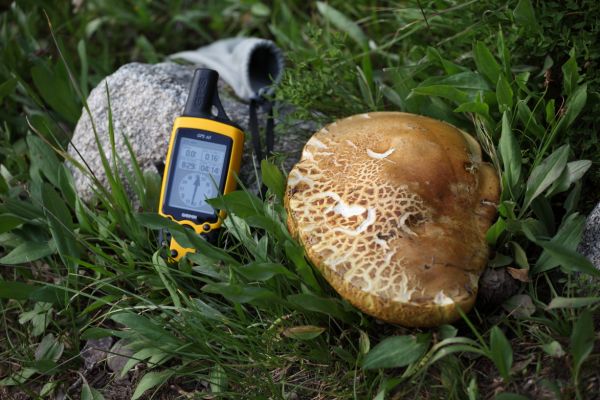 A big mushroom!  The GPS (size reference) was a big help in cross country navigation.
