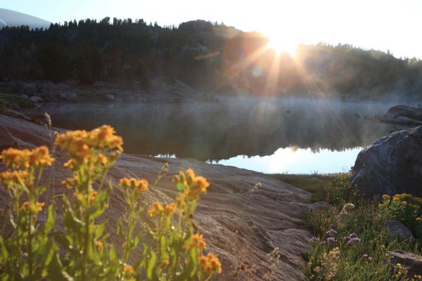 Flowers, fog, sunrise; Echo Lake.
