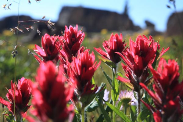 IndiIndian Paintbrush above Albino Lake; f/11.
