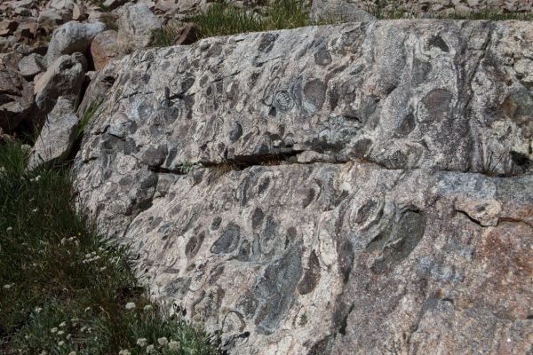 Fossils or fungus?
